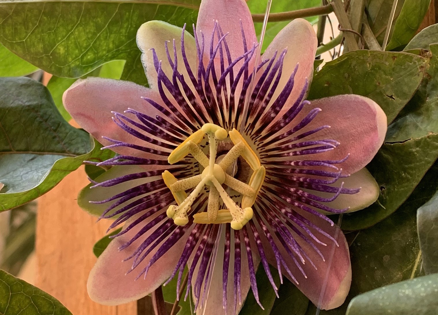 Bloom, Baby, Bloom - Coconut Grove Spotlight