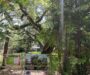 Tree Policy Delayed as Removal Permits Rise, Advocates Warn