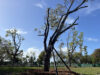 Kennedy Park’s New Trees