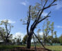 Kennedy Park’s New Trees