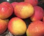 Mangos, Matches and World Cup Madness