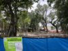 As Tree Appeals Surge, Critics Question City’s Permit Practices