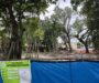 As Tree Appeals Surge, Critics Question City’s Permit Practices