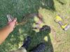 Python Kills Pet Rabbit in South Grove
