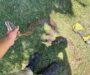 Python Kills Pet Rabbit in South Grove
