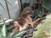 Meet Your New Neighbor: The Coyote
