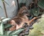 Meet Your New Neighbor: The Coyote