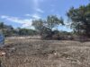 Miami Collects Millions to Replenish Its Tree Canopy. Why Is the Money Piling Up?