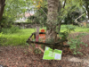 Compromises Emerge as Miami Tree Appeals Return to Preservation Board