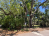 Miami’s Tree Permit Battles Reach City Commission