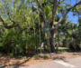 Miami’s Tree Permit Battles Reach City Commission