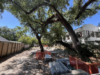 Tree Battles Reach Miami Commission — and Residents Lose Ground