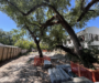 Tree Battles Reach Miami Commission — and Residents Lose Ground