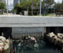 As Tax Revenues Soar, Pardo Turns to Private Donors for Public Projects